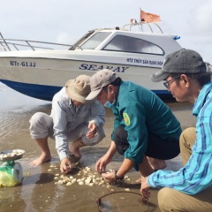 Bến Tre: Nghêu sắp thu lại chết